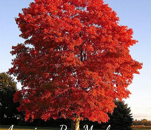 American Red Maple
