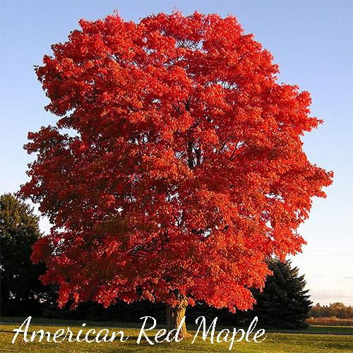 American Red Maple